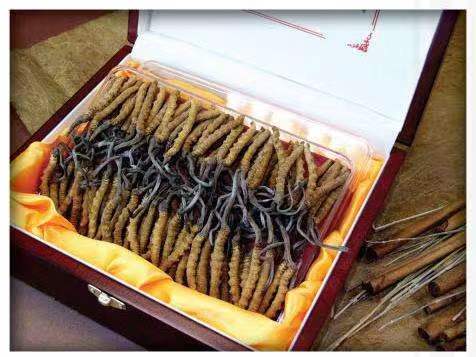 洋县冬虫夏草回收